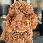 Profile Picture of Jackie🐶thelabradoodle (@jackiebauerthelabradoodle) on Instagram