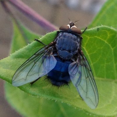 Profile Picture of Fernando Casares (@fcasfer) on Twitter