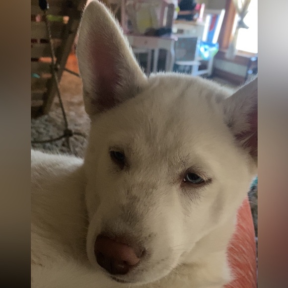 Profile Picture of Jessica Kirby (@jessicakirby896) on Poshmark