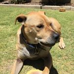 Profile Picture of George Gray 🐶 (@george.gray.doggo) on Instagram