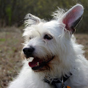 Profile Picture of David Tidman (@DavidTidman-Videos) on Youtube