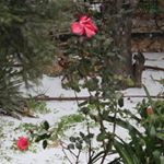 Profile Picture of Burston (@burstonjolud) on Instagram