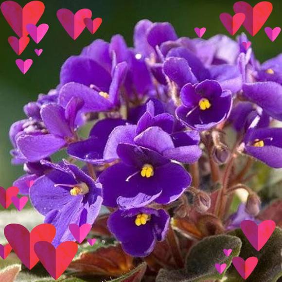 Profile Picture of Diane Nguyen (@dianenguyen226) on Poshmark