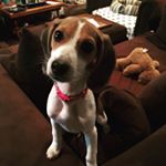 Profile Picture of Paula Capel Dixon (@cricket_beagle) on Instagram