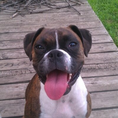 Profile Picture of Dana Boeshans (@boxerdad09) on Twitter