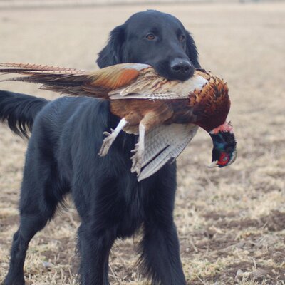 Profile Picture of Marc Hoffmann (@SDPheasantHuntr) on Twitter