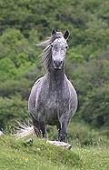 Profile Picture of Hobelaron Wikipedia