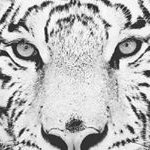 Profile Picture of Julio Palafox (@juliopala_fox) on Instagram