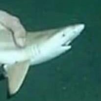 Profile Picture of Corby BLM (@CorbsCasey) on Twitter