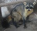 Profile Picture of Crab-eating raccoonon Wikipedia