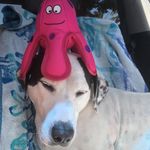 Profile Picture of Mike the Pitbull Weiner Dog (@mike.theplug) on Instagram
