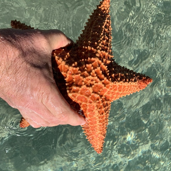 Profile Picture of Arduino Giangiulio (@dino7504) on Poshmark