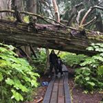 Profile Picture of Shawna McMillan (@ashescat13) on Instagram