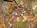 Profile Picture of Coconut crabon Wikipedia