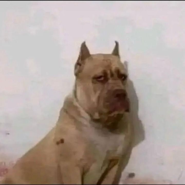 Profile Picture of CLIP OF BATTLES 👑 (@clipofbattles1) on Tiktok