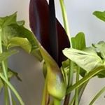 Profile Picture of aileen marcus (@ploughgirl66) on Instagram