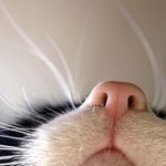 Profile Picture of nìyhkoål yöosztûss (@nicoleeustace) on Instagram