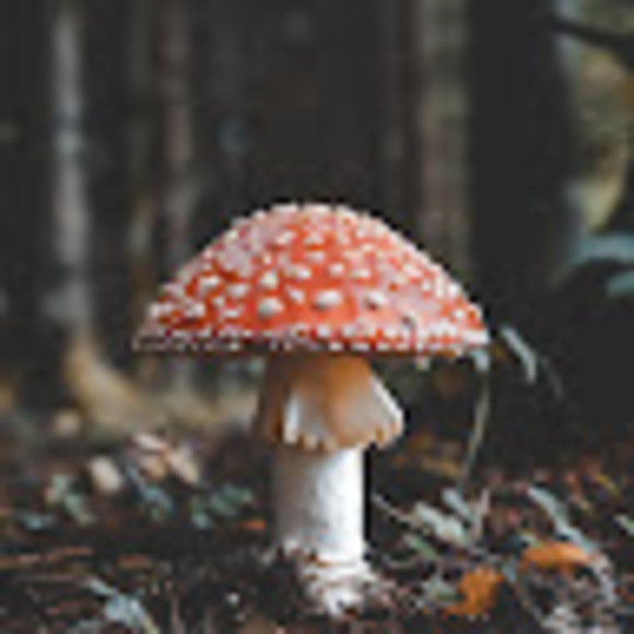 Profile Picture of Cindy Xia (@c_x_) on Poshmark