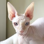 Profile Photo of Newton (@newton.le.sphynx) on Instagram