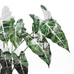 Profile Picture of Kate (& Finn) (@kateandfinn_vs_plants) on Instagram