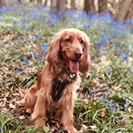 Profile Picture of ted.the.englishcocker (@ted.the.englishcocker) on Instagram