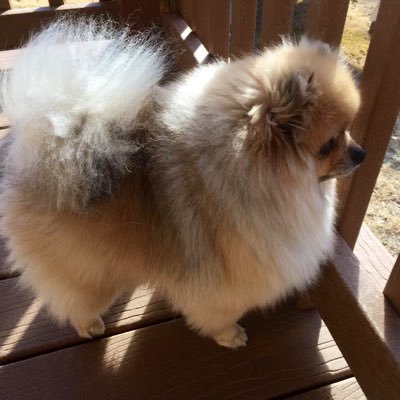 Profile Picture of Paula Crum (@paulacrum589) on Twitter
