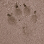 Profile Picture of Christophe Bray (@ninninulysse) on Youtube