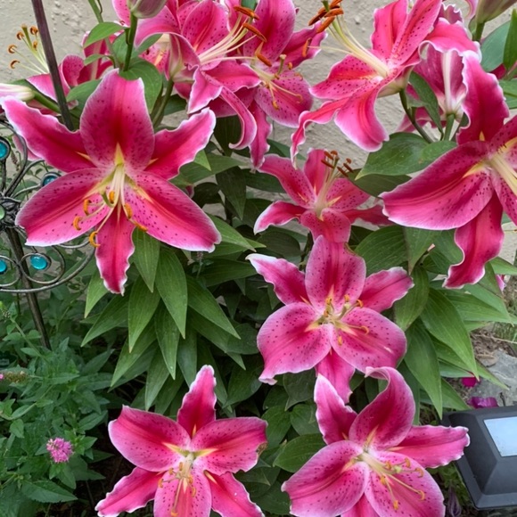 Profile Picture of Tori Monroe (@tormon78) on Poshmark