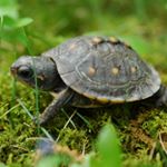 Profile Picture of Andrew Guidroz (@animalslivewithlove) on Instagram