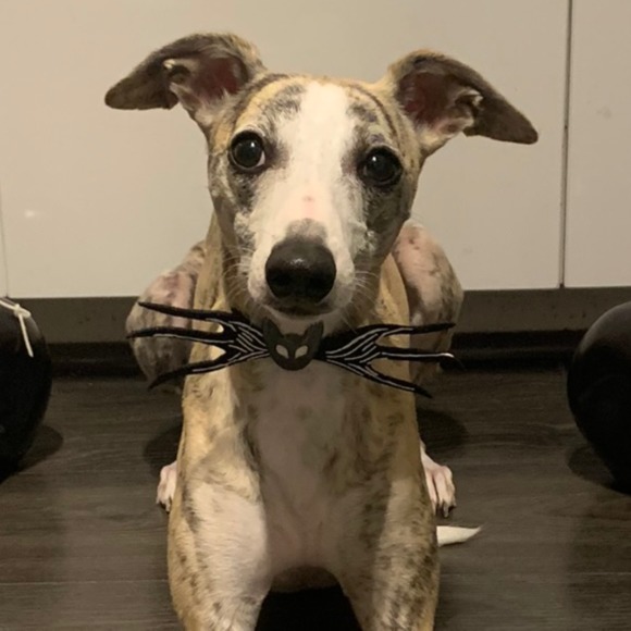 Profile Picture of Kayla Kutilek (@cucymuffinz) on Poshmark