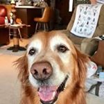 Profile Picture of Cindy Gorton (@gorton.cindy) on Instagram