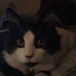 Profile Picture of sadley (@chadleybramble) on Instagram