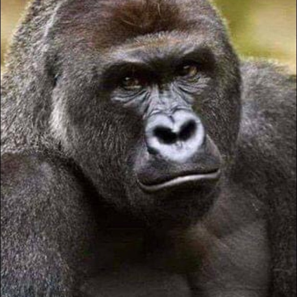 Profile Picture of Taran Dailey (@tigorilla21) on Poshmark