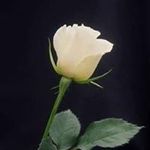 Profile Picture of Adam Wagner (@adamwagner7026) on Instagram