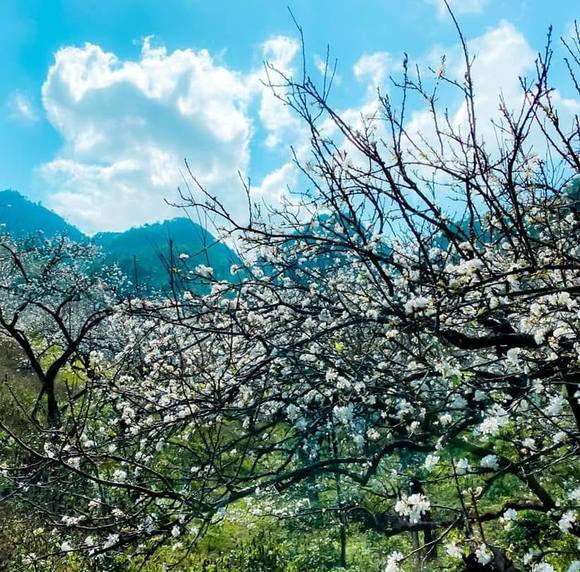 Profile Picture of Bi Nguyen (@tranglam2110) on Poshmark