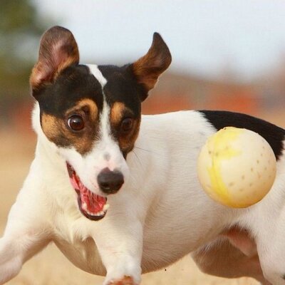 Profile Picture of Vitaliano Carbone (@CarboneVito) on Twitter