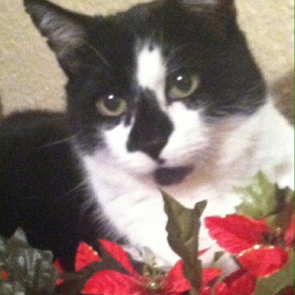 Debora Bragdon - Poshmark Profile Picture of Debora Bragdon (@taiter4891) on Poshmark