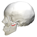 Profile Picture of Mandibular notchon Wikipedia