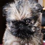 Profile Picture of Émile The Brussel Griffon (@emile_the_brussel_griffon) on Instagram