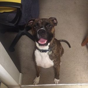 Profile Picture of Joe Yancey (@JoeGoBlue11) on Twitter