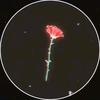 Profile Picture of jesse Robles (@@jesse_robles0) on Tiktok