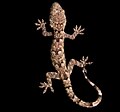 Profile Picture of Guinea leaf-toed geckoon Wikipedia