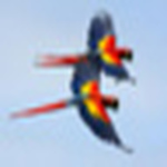 Profile Picture of City Parrots (@city parrots) on Flickr