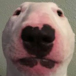 Profile Picture of andrewdamelio3 (@andrewdamelio3) on Tiktok