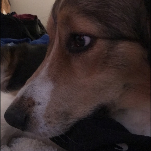 Profile Picture of Alexis Bormuth (@bormutha) on Poshmark