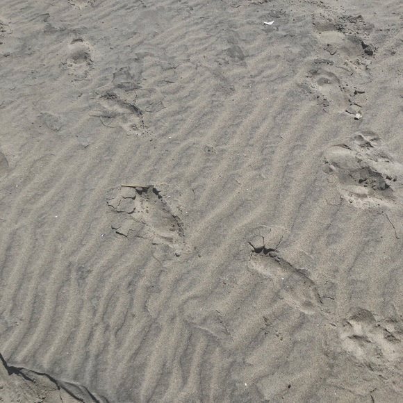 Profile Picture of Nicholette Chapman (@nikkifab166) on Poshmark