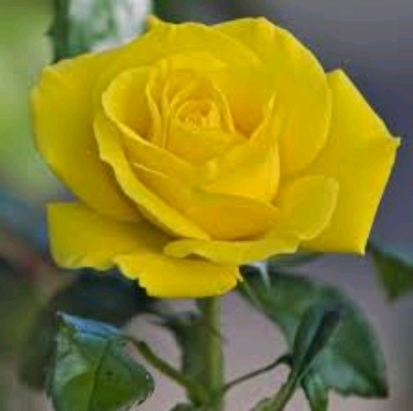 Profile Picture of Rhonda Wasylenko (@nanda79) on Poshmark