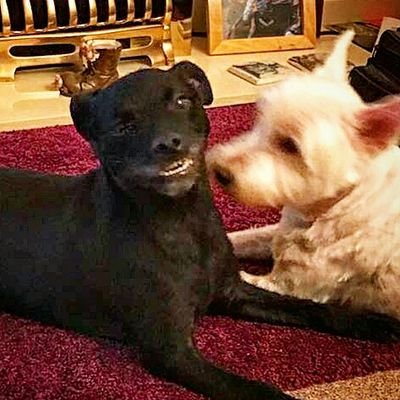 Profile Picture of Dave.Goody (@davemgoody) on Twitter