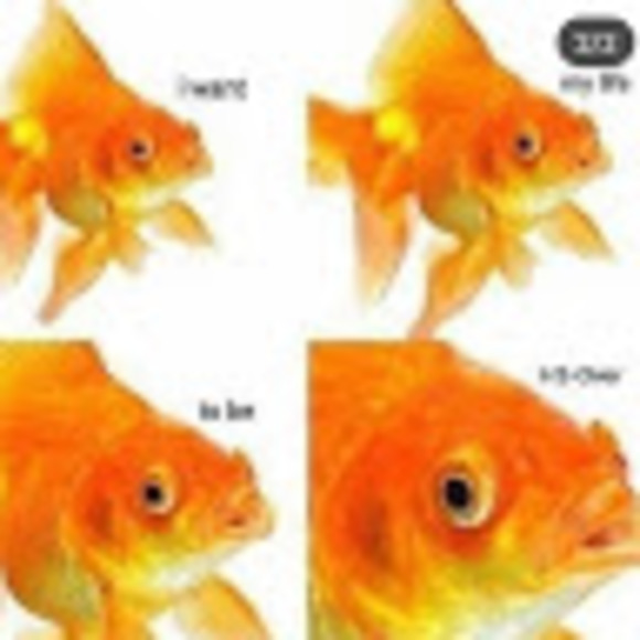 Profile Picture of L Ruiz (@lorenaruiz224) on Poshmark