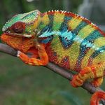 Profile Picture of Joseph Palomo (@chameleons_6575) on Instagram